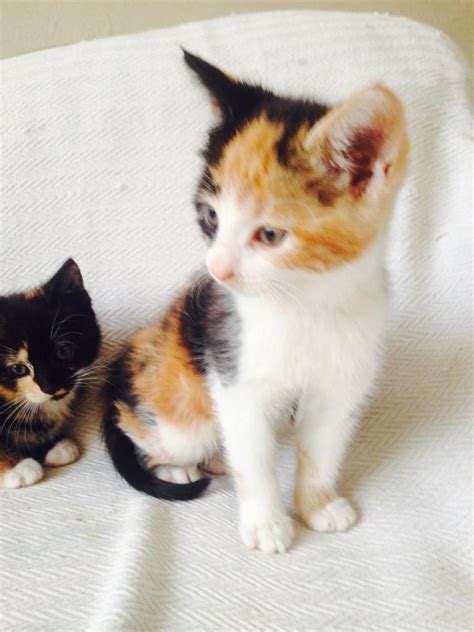 We connect Indias best breeders and provide healthy, purebred Cats near you with complete health check-ups and vaccination. . Calico kittens for sale